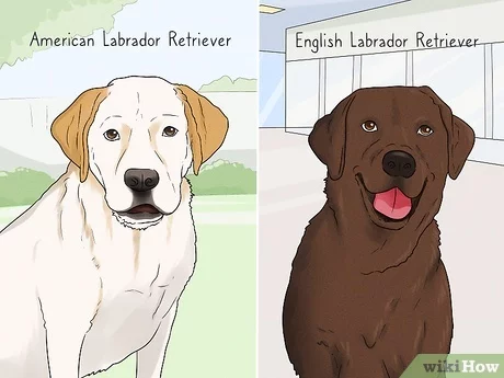 3 Ways to Identify a Labrador Retriever