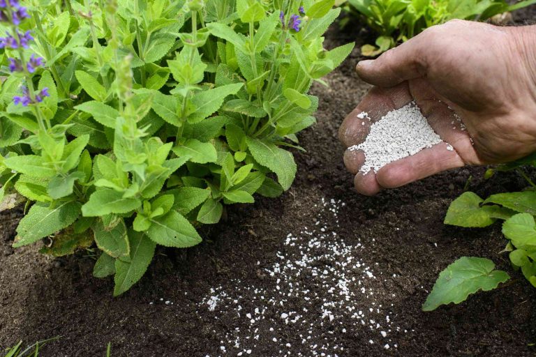 Boosting Phosphorus Levels in Your Soil: A Comprehensive Guide